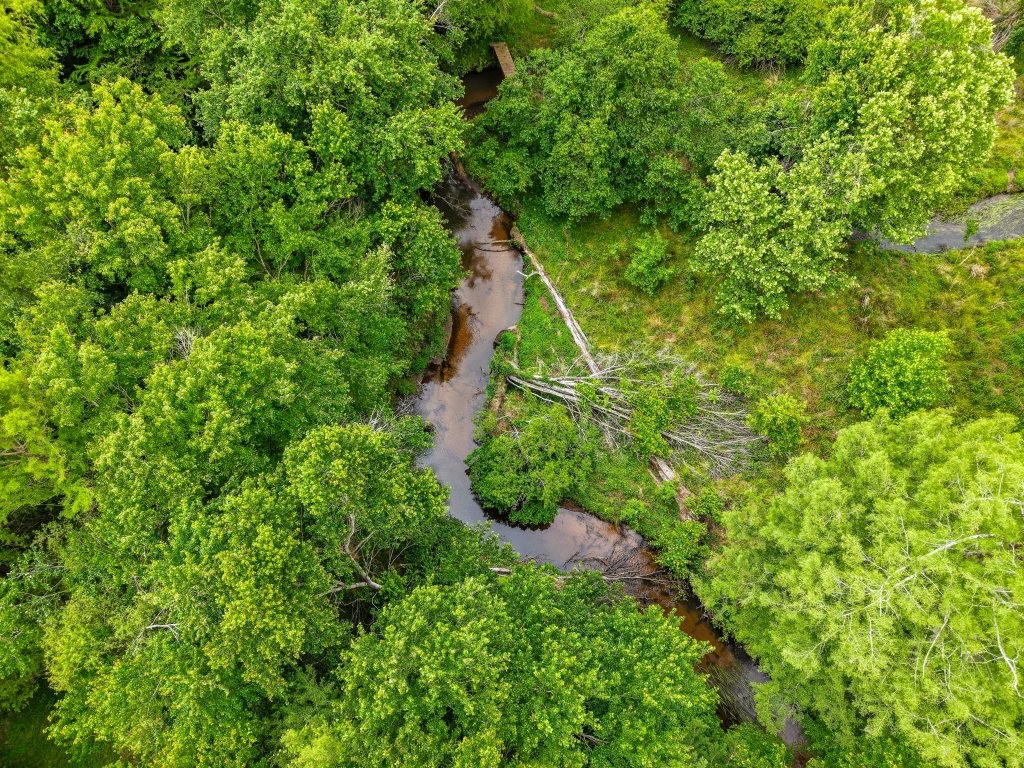 River Road Woods Photo