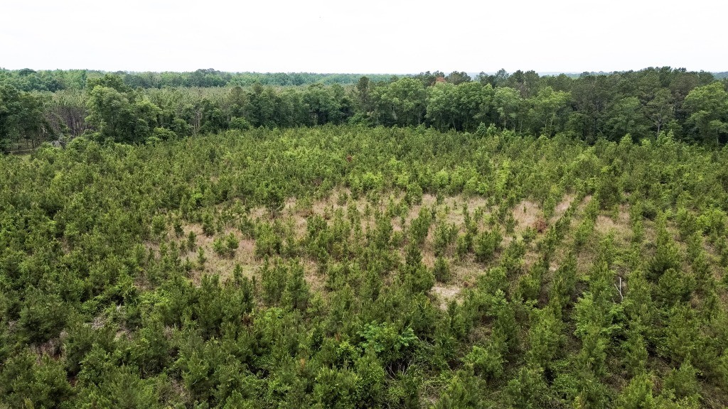 Adams Hammock Homestead Photo