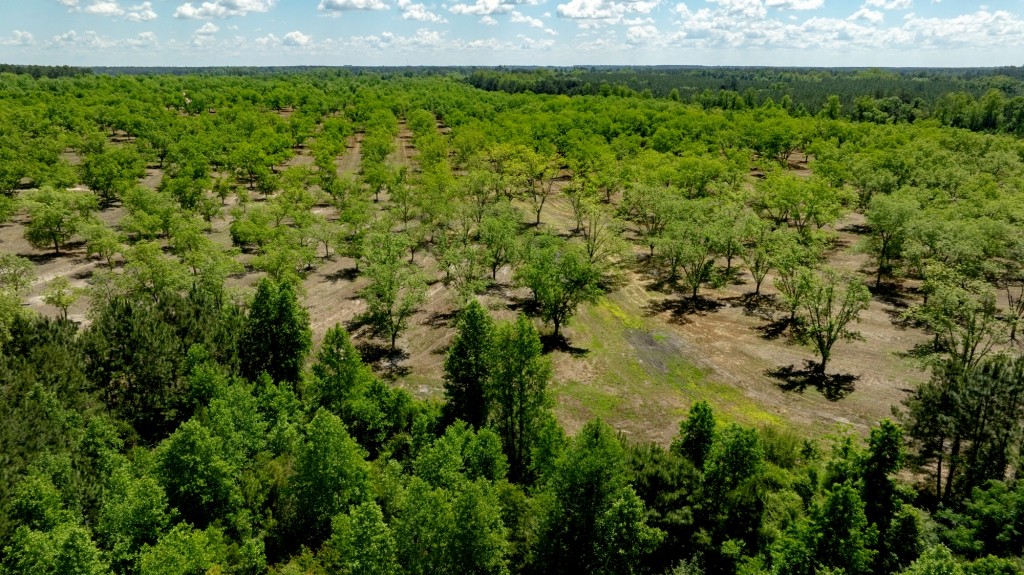 Candler Pecan Orchard Photo