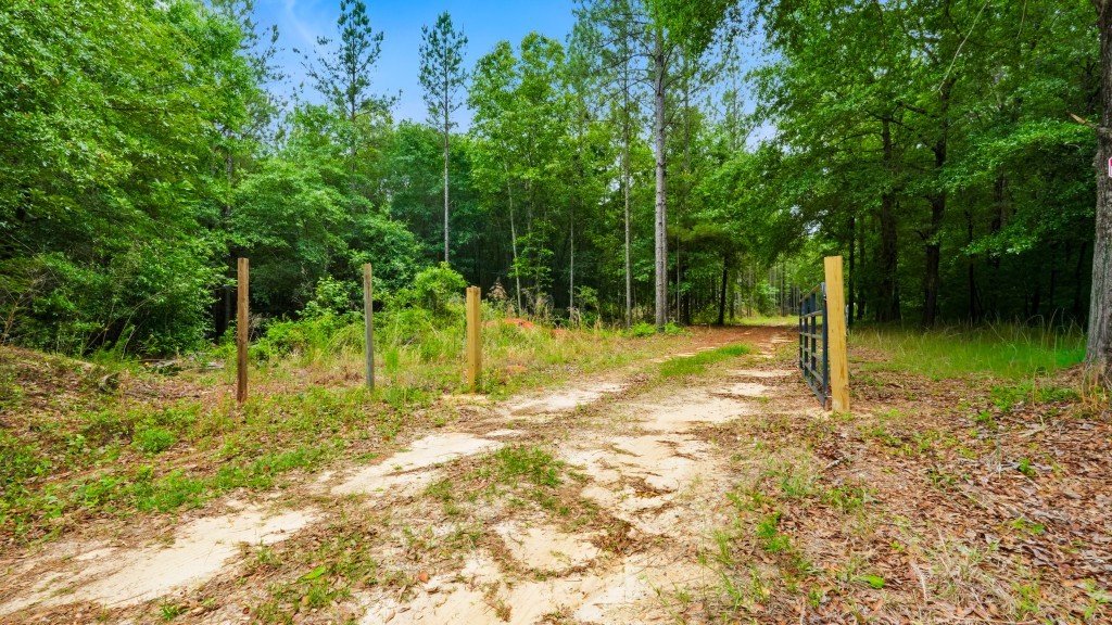 River Road Woods Photo