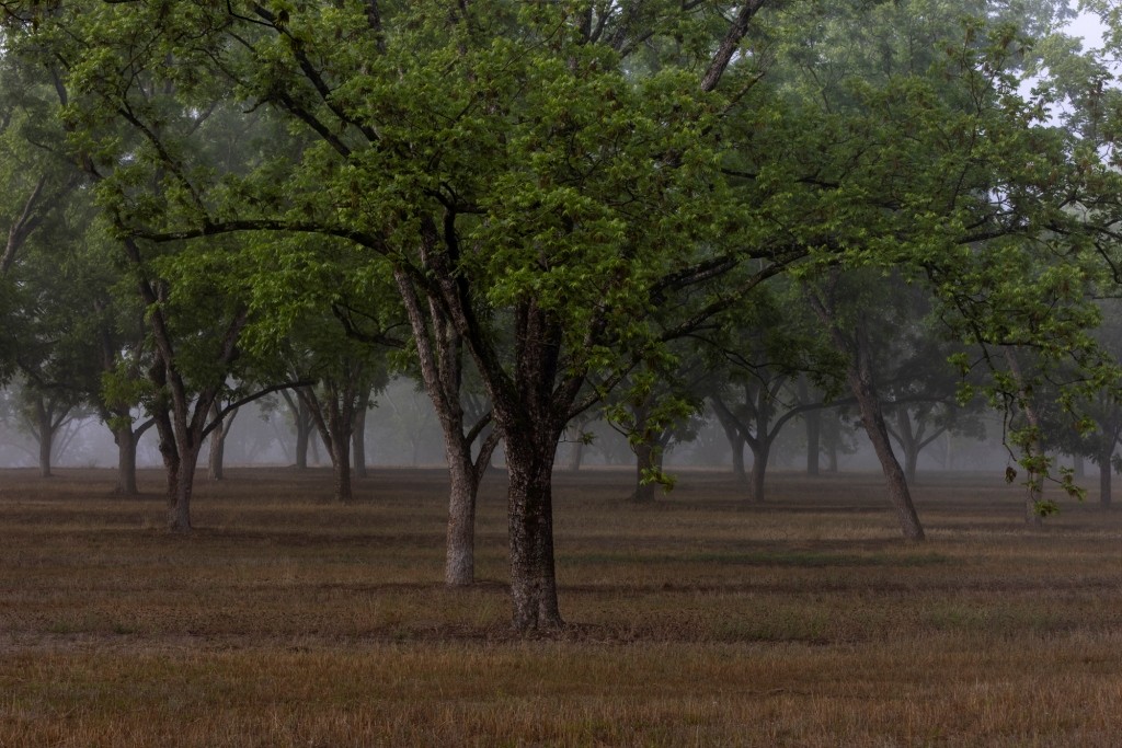 Candler Pecan Orchard Photo