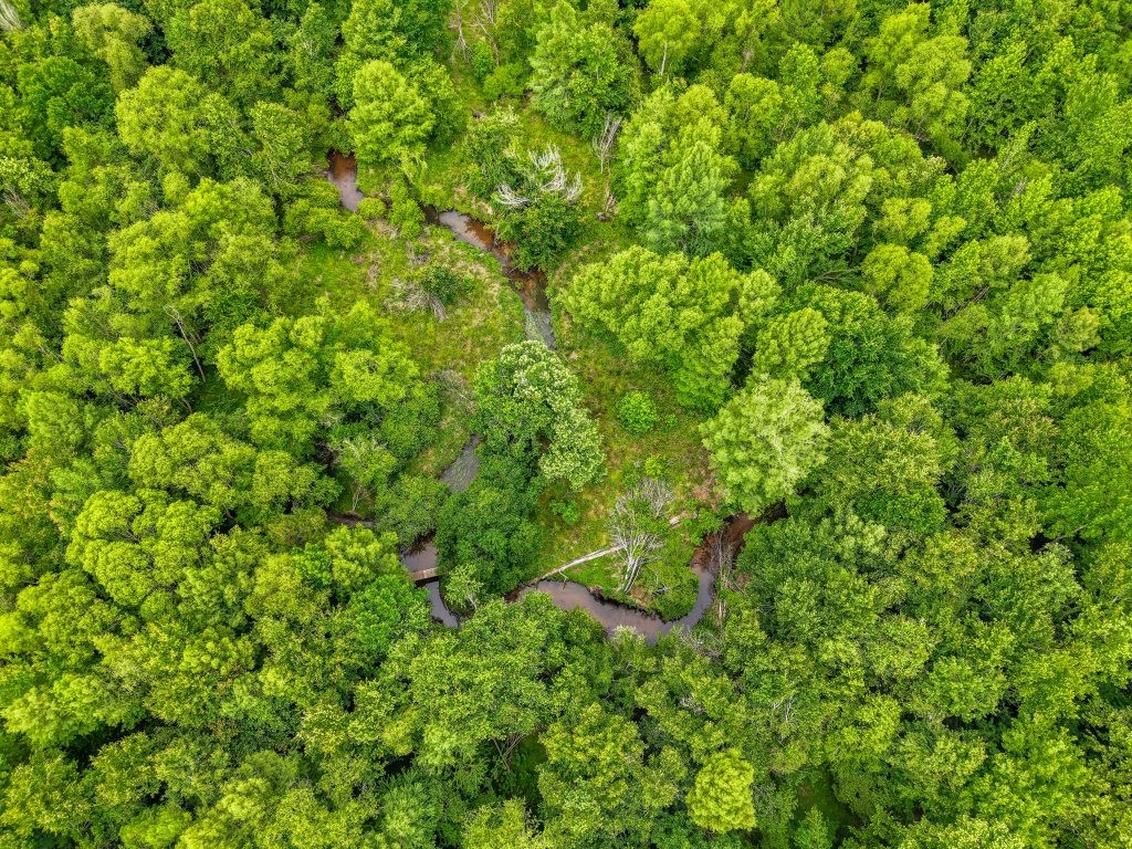 River Road Woods Photo