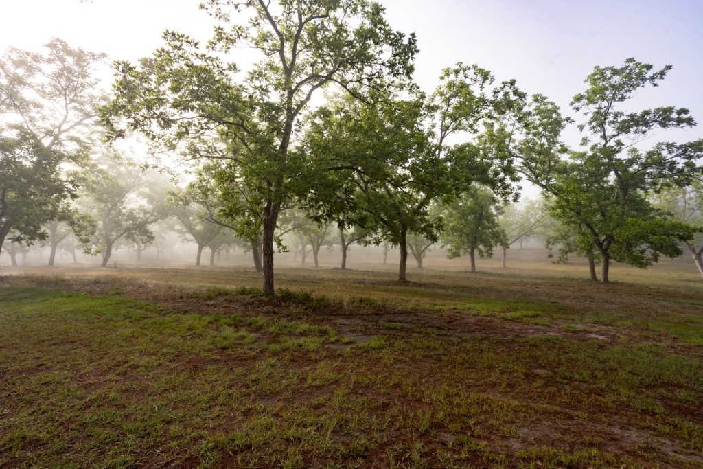Candler Pecan Orchard Photo