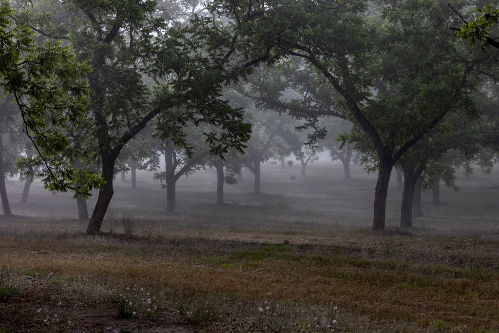 Candler Pecan Orchard Photo