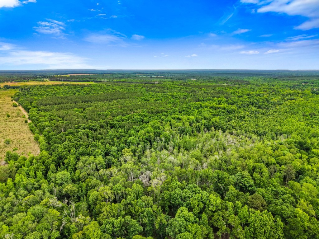 River Road Woods Photo