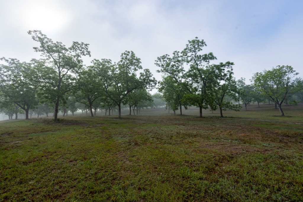 Candler Pecan Orchard Photo