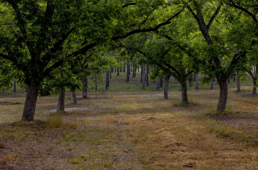 Candler Pecan Orchard Photo