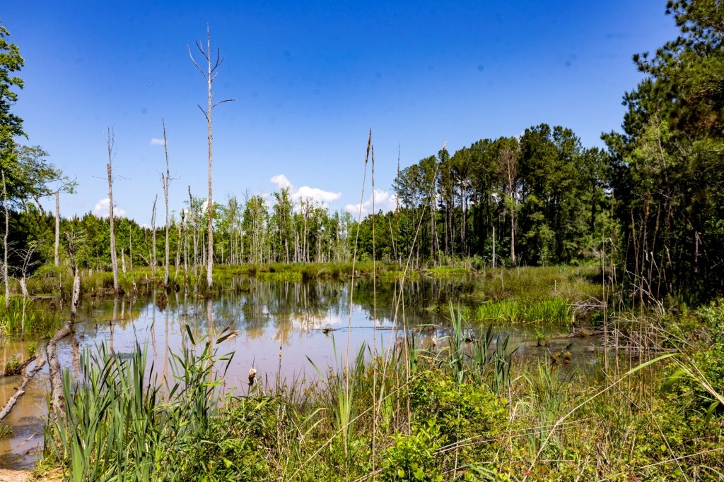 Candler Pecan Orchard Photo