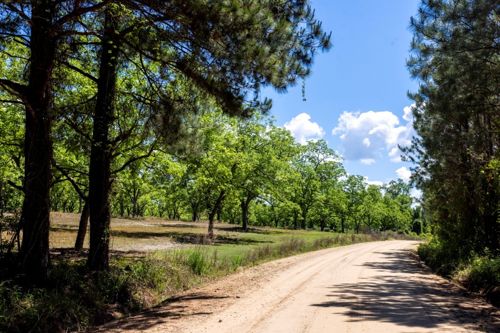 Candler Pecan Orchard Photo