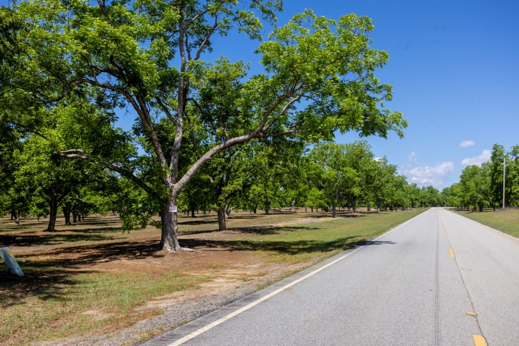 Candler Pecan Orchard Photo