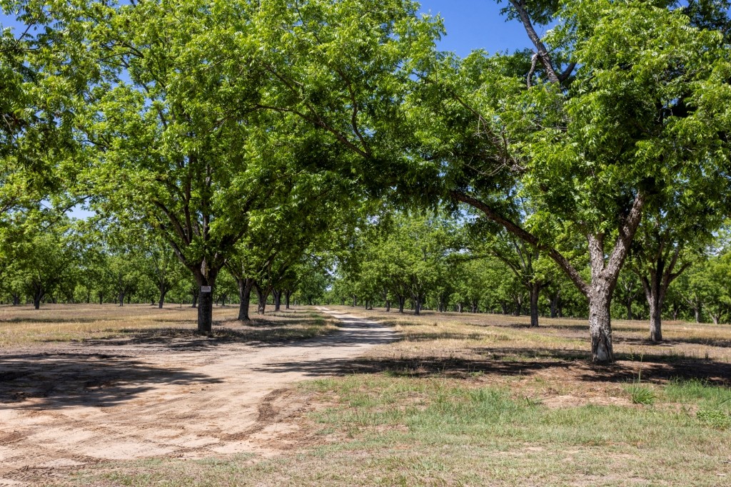 Candler Pecan Orchard Photo