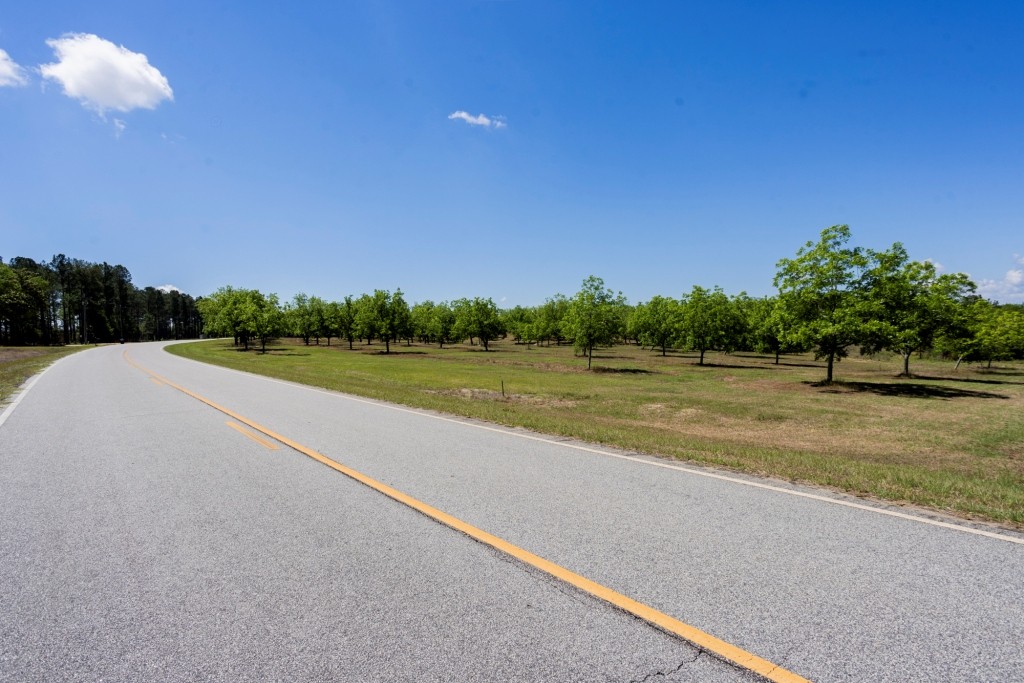 Candler Pecan Orchard Photo
