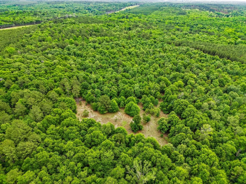 River Road Woods Photo