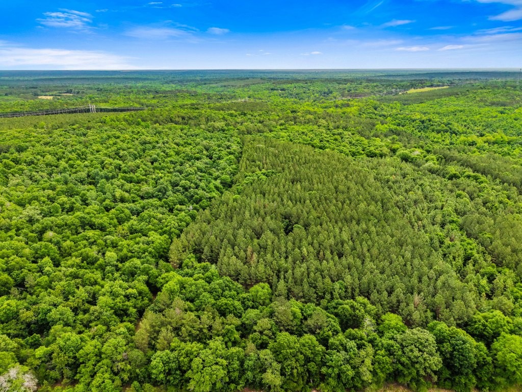 River Road Woods Photo