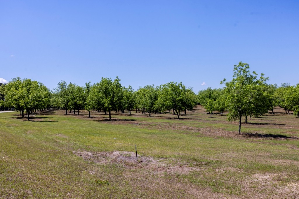 Candler Pecan Orchard Photo