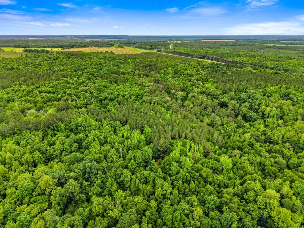 River Road Woods Photo