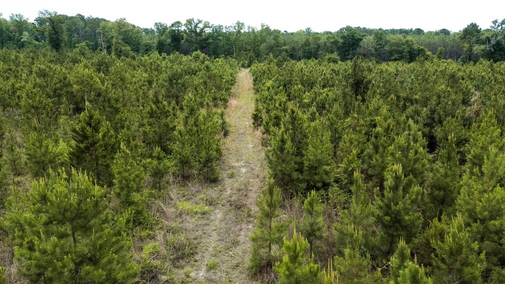 Adams Hammock Homestead Photo