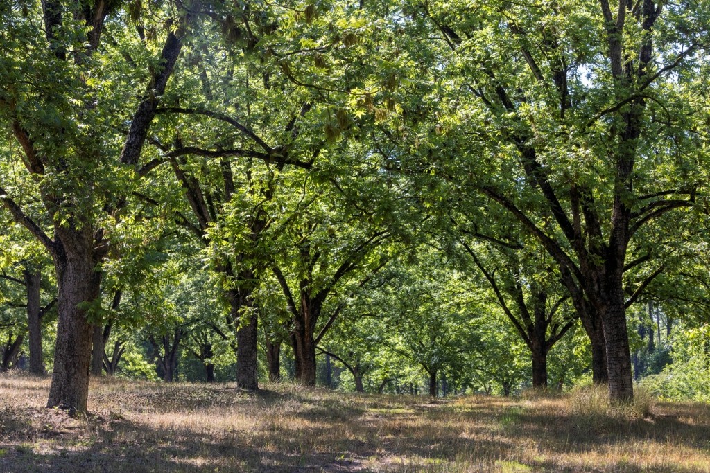 Candler Pecan Orchard Photo