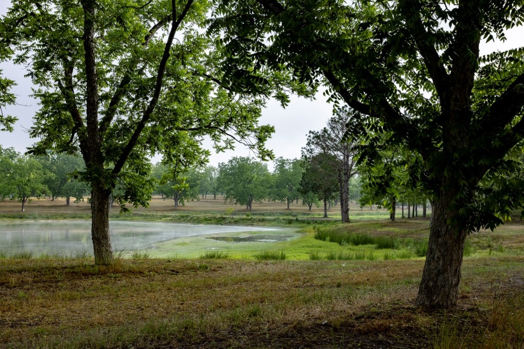 Candler Pecan Orchard Photo