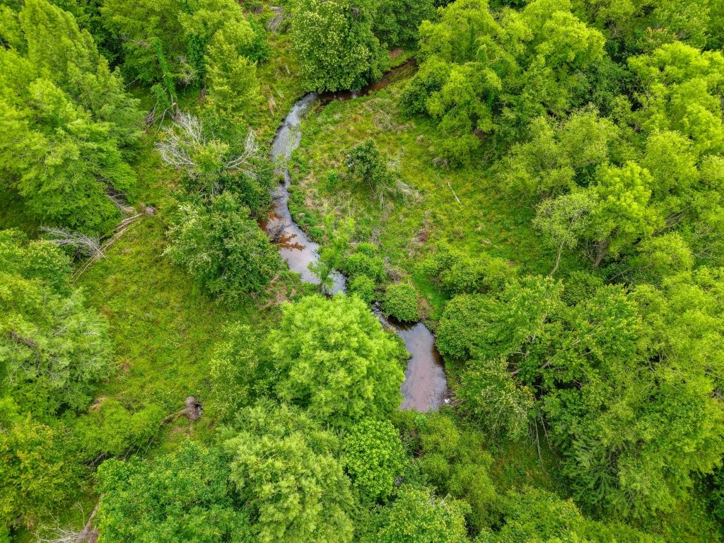 River Road Woods Photo
