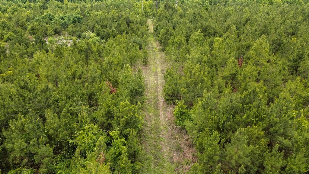 Adams Hammock Homestead Photo