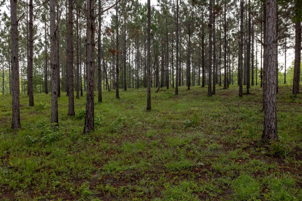 Candler Pecan Orchard Photo