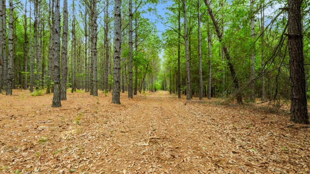 River Road Woods Photo