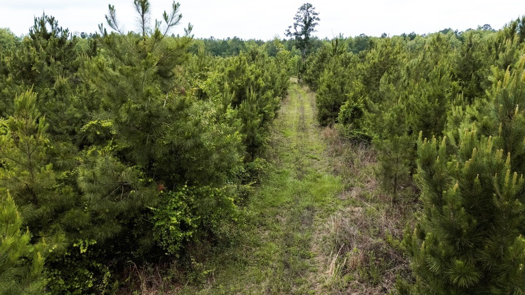 Adams Hammock Homestead Photo