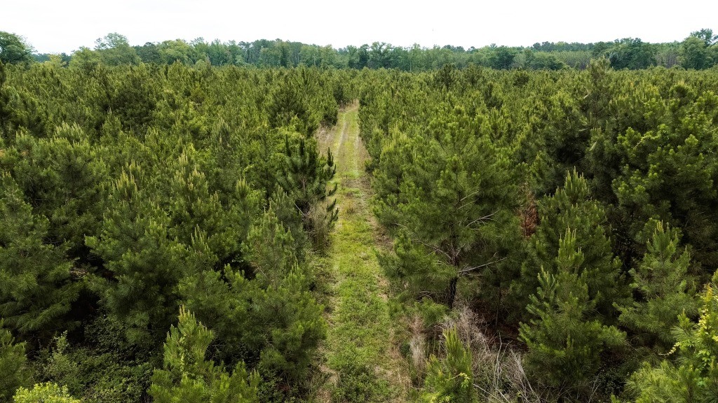 Adams Hammock Homestead Photo