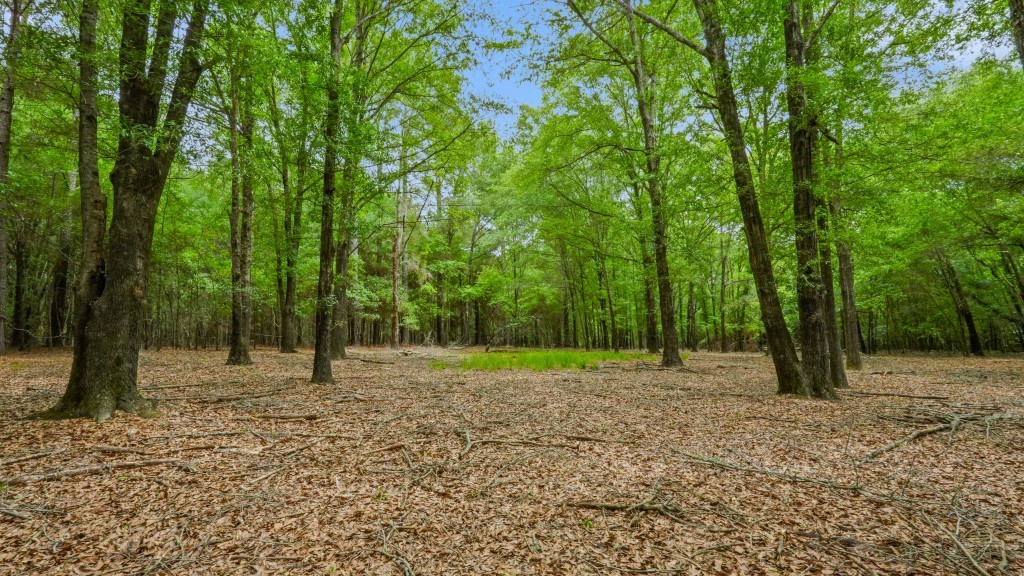 River Road Woods Photo