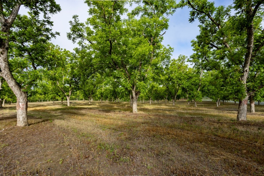 Candler Pecan Orchard Photo