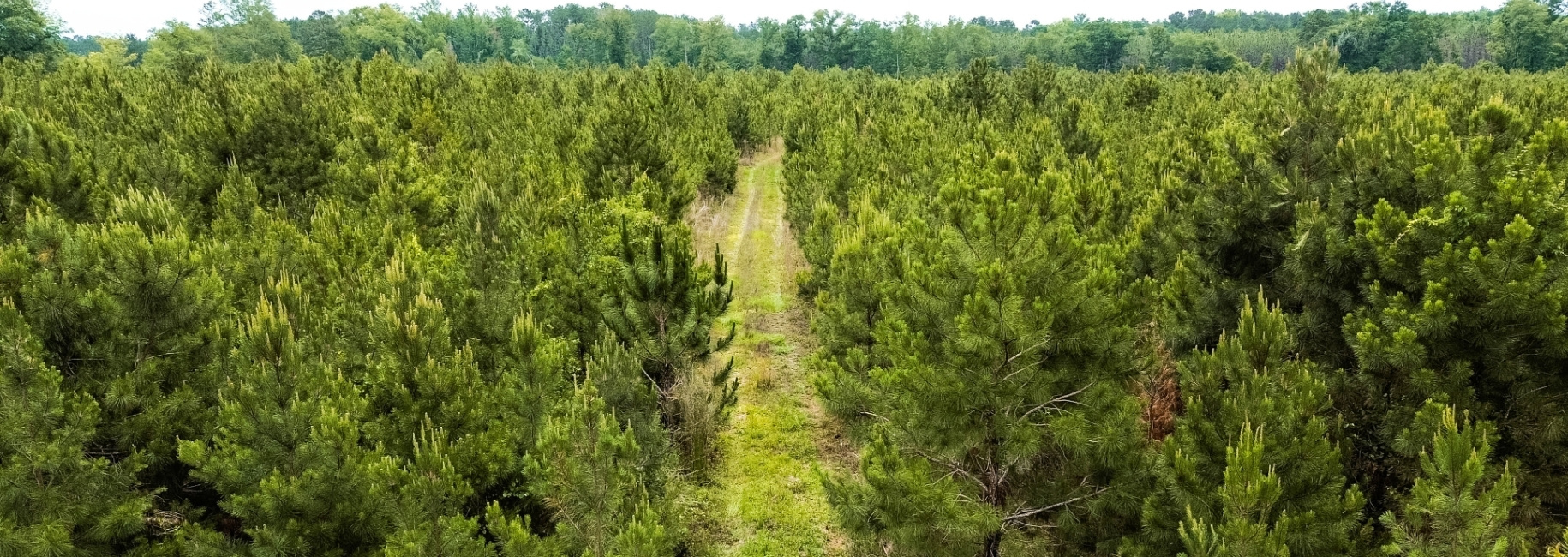 Adams Hammock Homestead Main Photo
