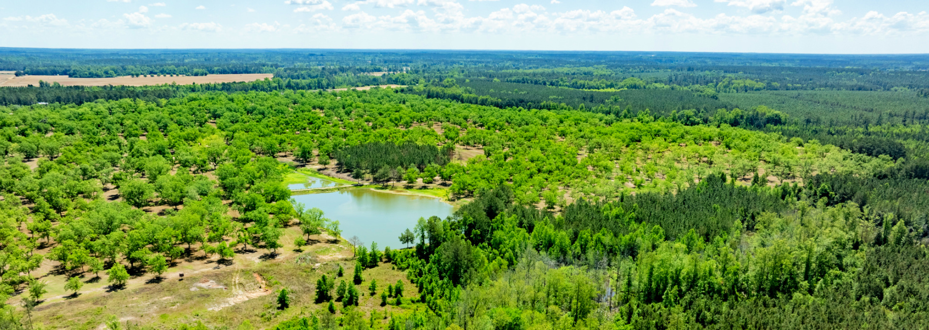 Candler Pecan Orchard Main Photo