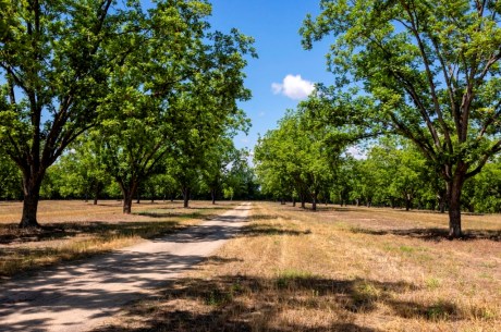 Candler Pecan Orchard