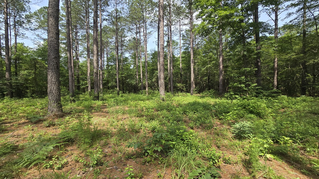Colby Drive Photo