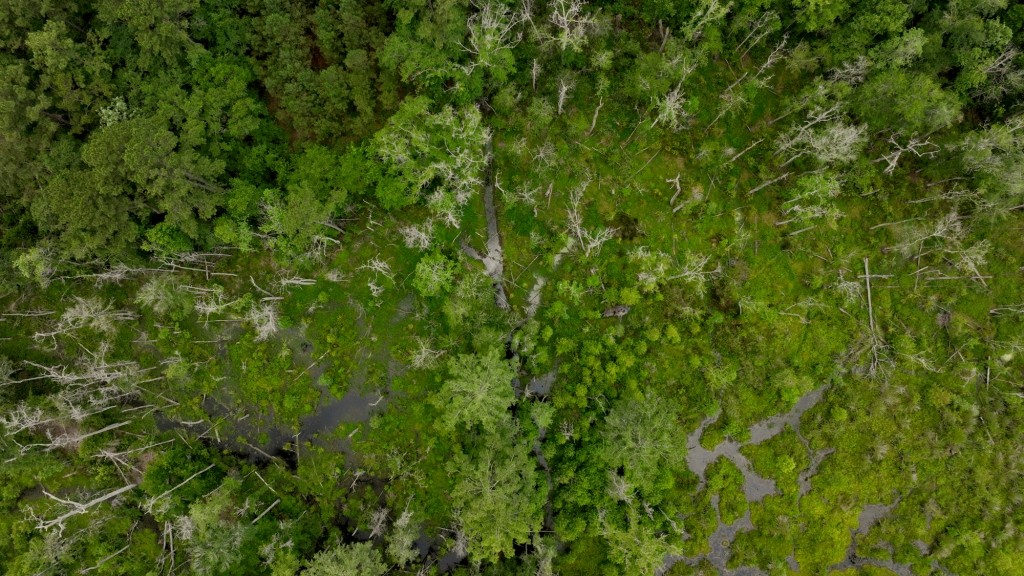 Pembroke Pines Photo