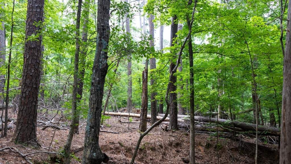 Clarks Hill Lake Lot Photo