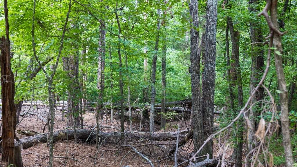 Clarks Hill Lake Lot Photo