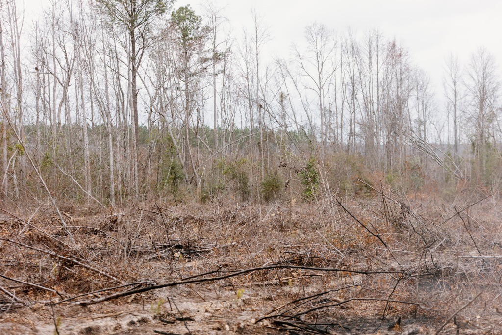 Bunn Store Road – Tract 2 Photo