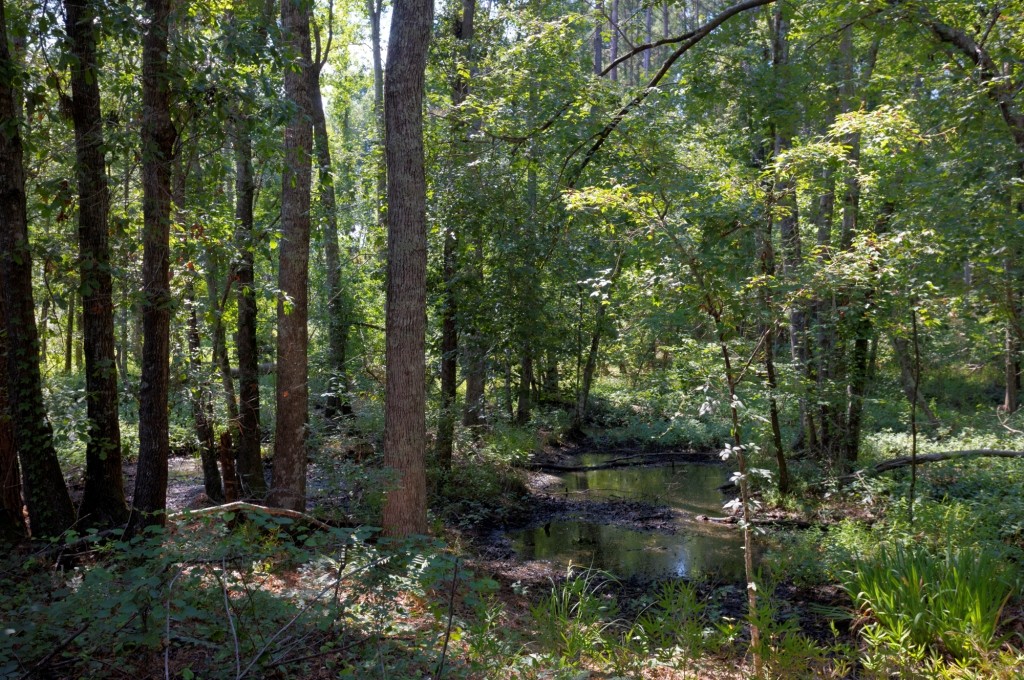 Richardson Creek Homeplace Photo