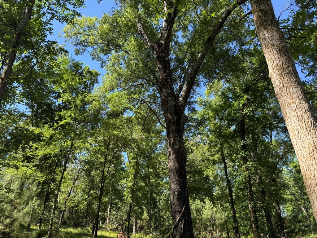 Augusta Hwy Retreat Photo