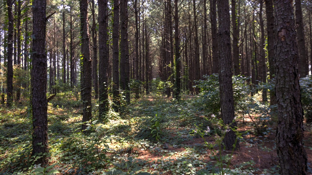 Countyline Road Photo
