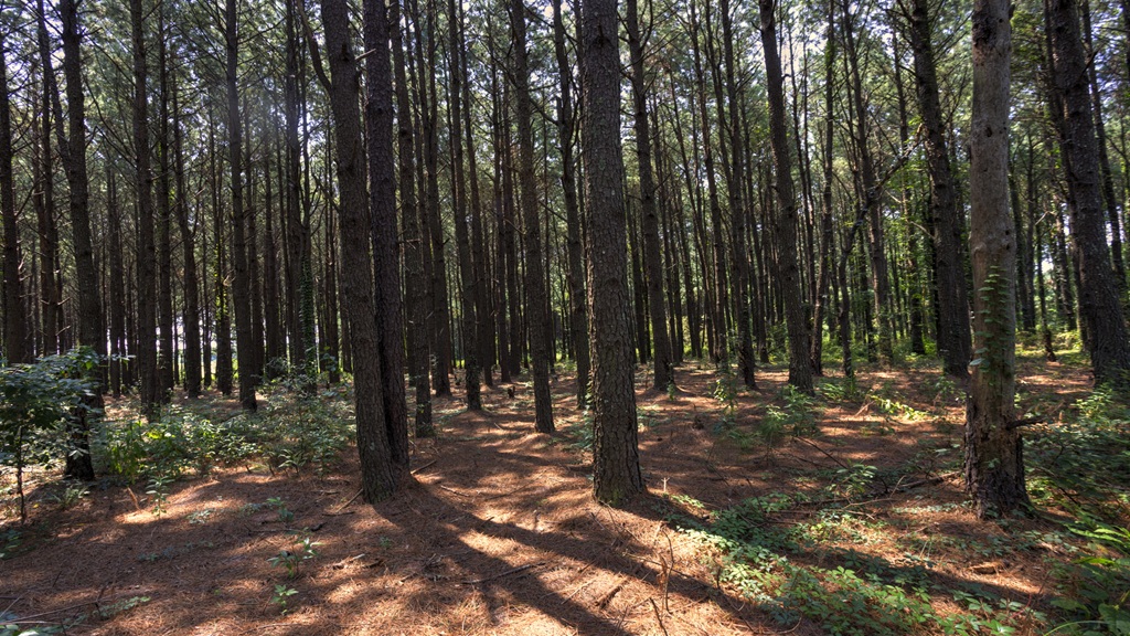Countyline Road Photo