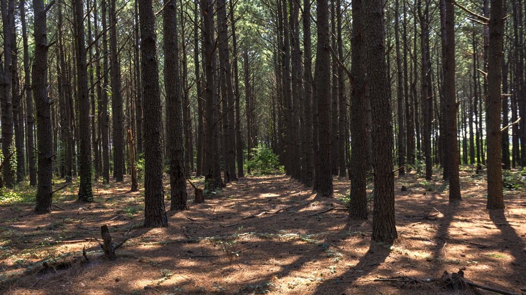 Countyline Road Photo