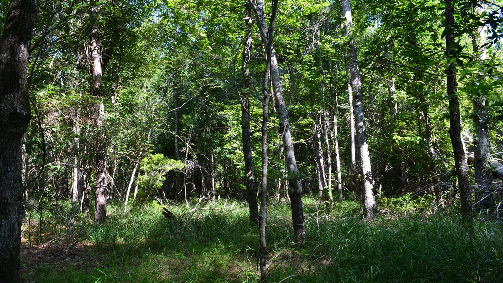 Little Long Creek Farm Photo