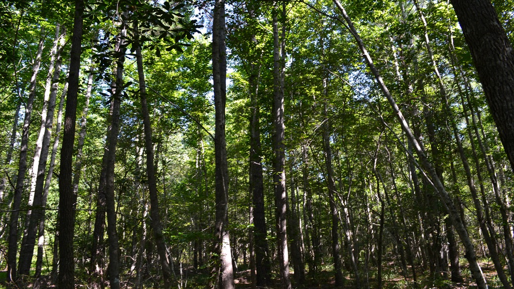 Little Long Creek Farm Photo