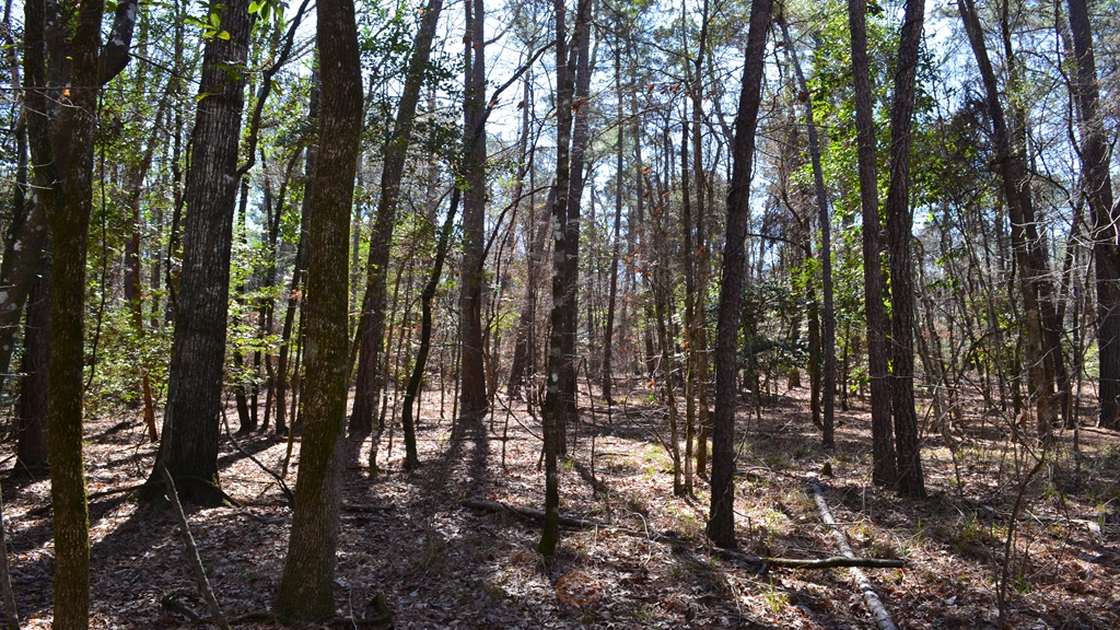 Bluewater Ridge Photo