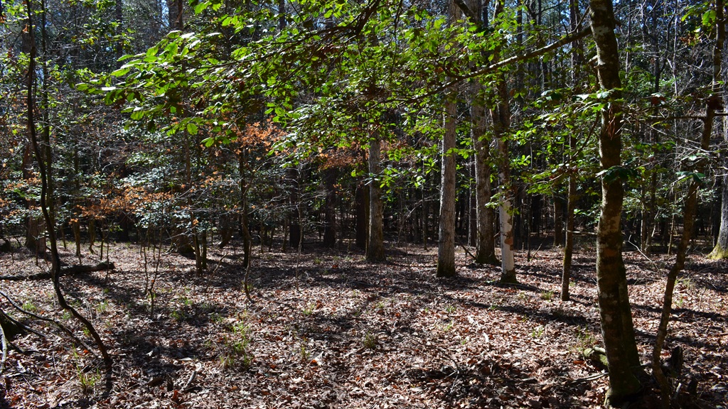 Bluewater Ridge Photo