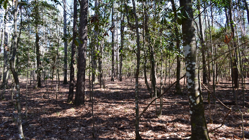 Bluewater Ridge Photo