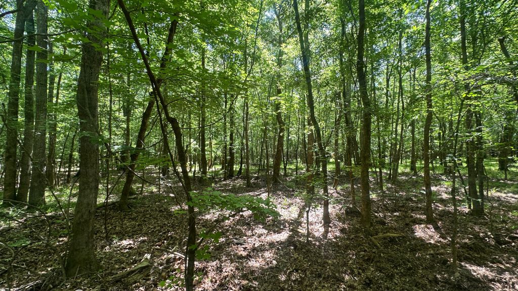 Habersham Woods Photo
